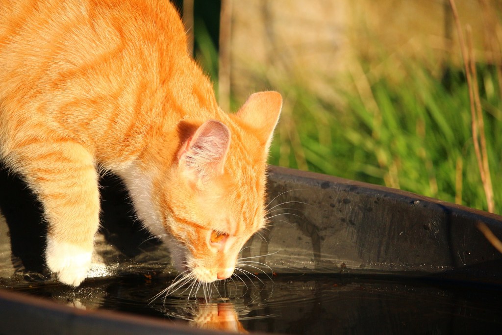 Tigro katė geria iš didelio vandens dubenėlio