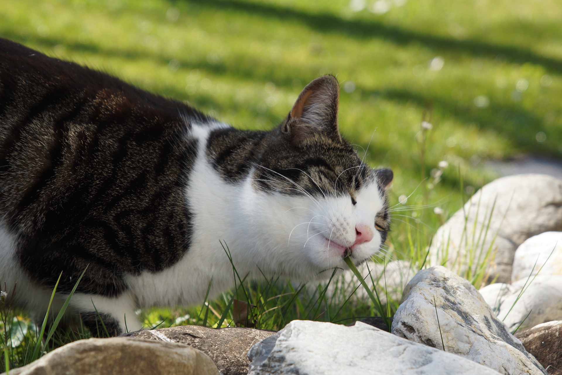 Happy cat eating grass outside