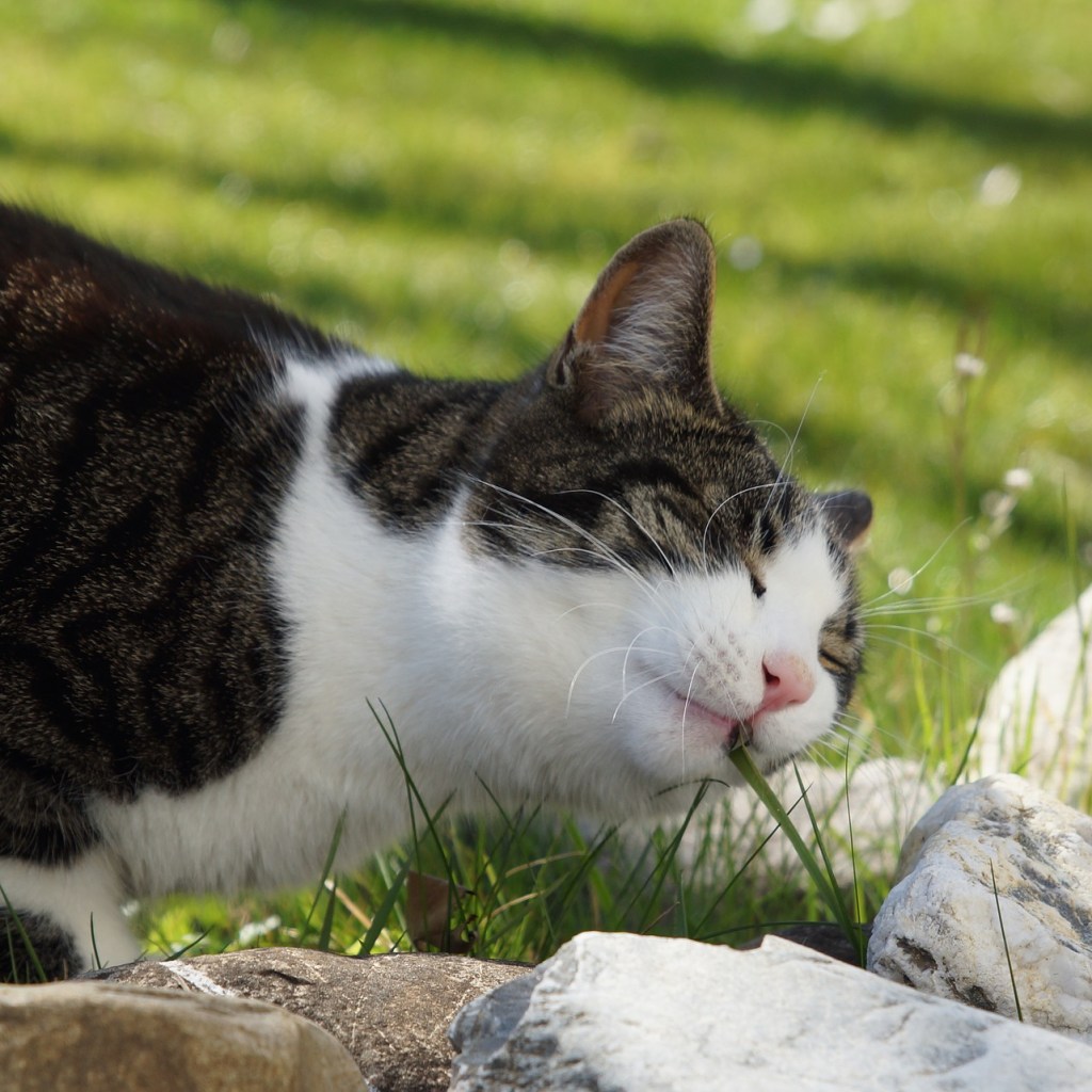 Happy cat eating grass outside