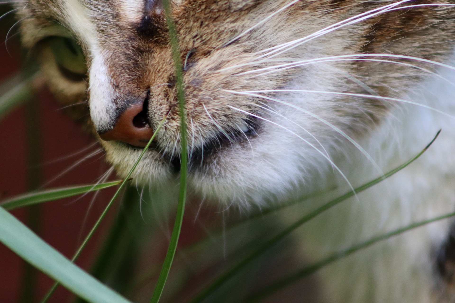 Cat on a lawn eating grass