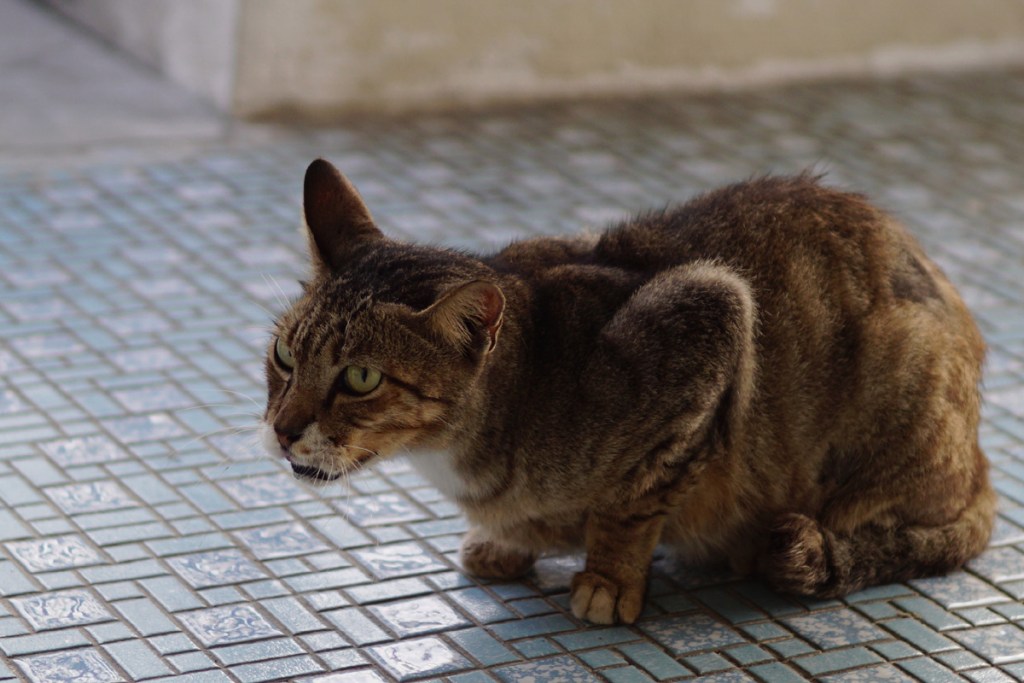 Cat hunched over coughing