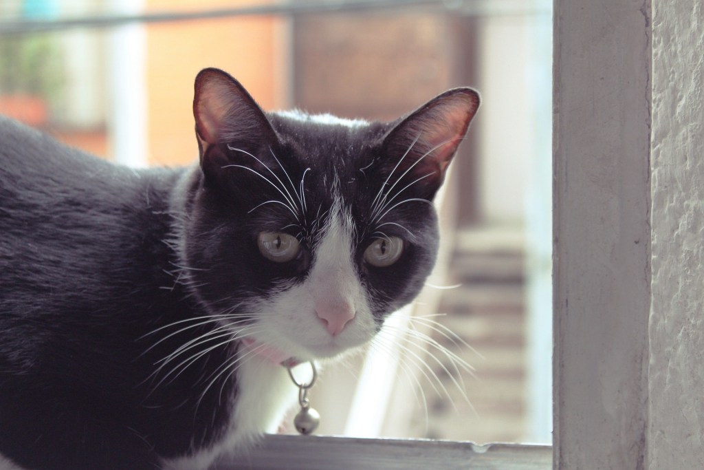 Black and white cat sitting in a window wearing a collar