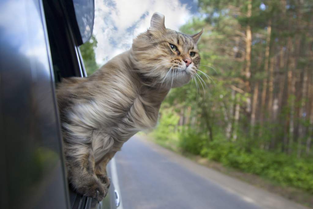 Cat sticking his head out of a car