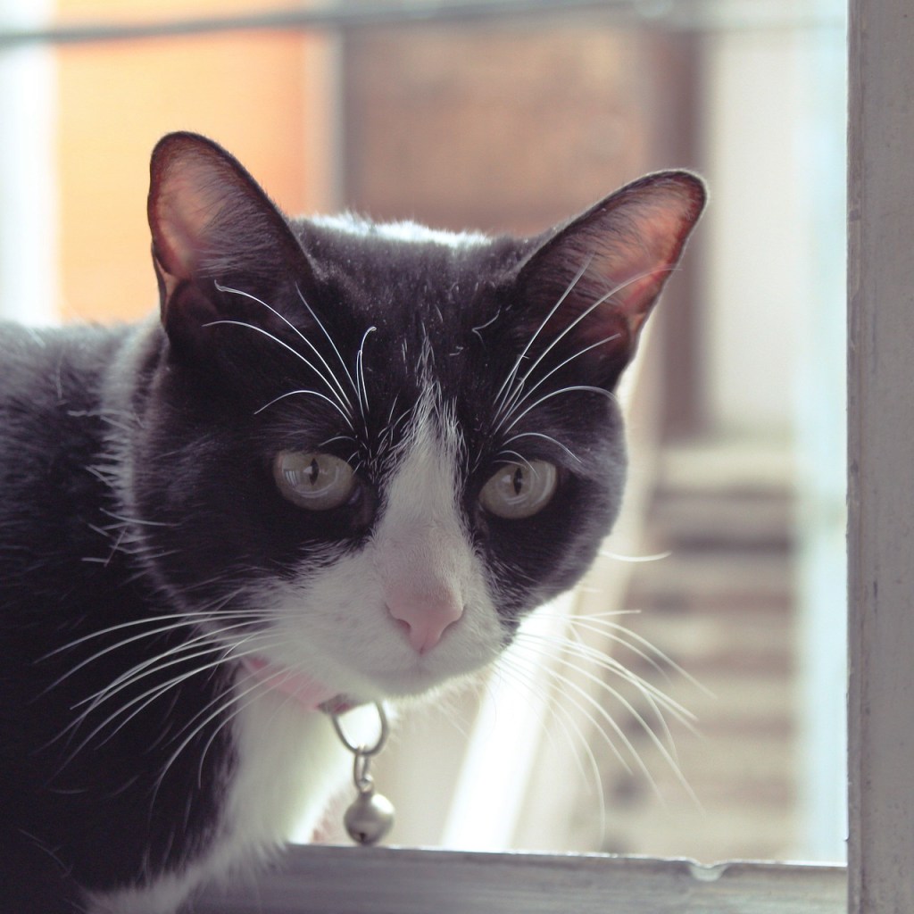 Black and white cat in a window wearing a collar