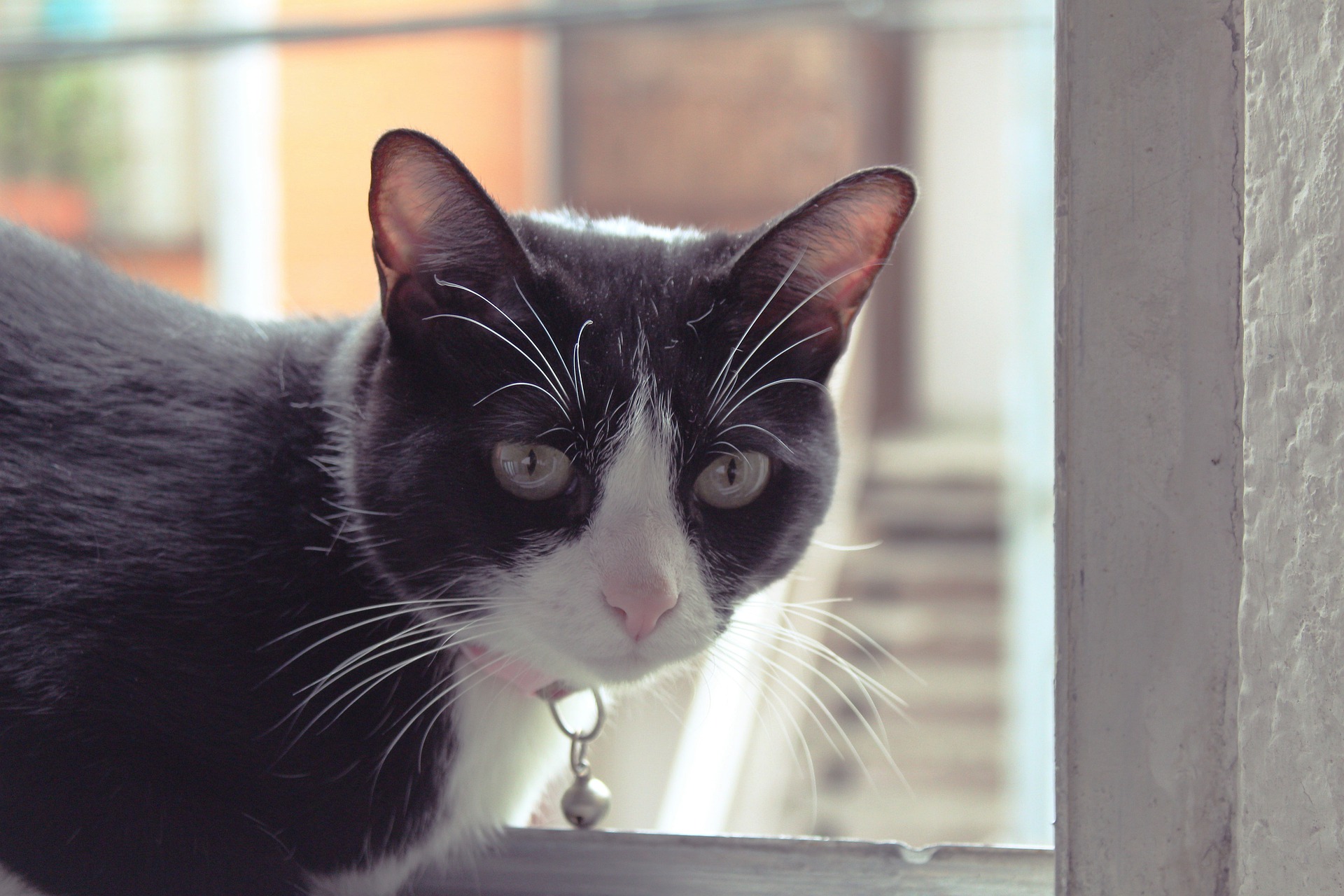 Black and white cat in a window wearing a collar