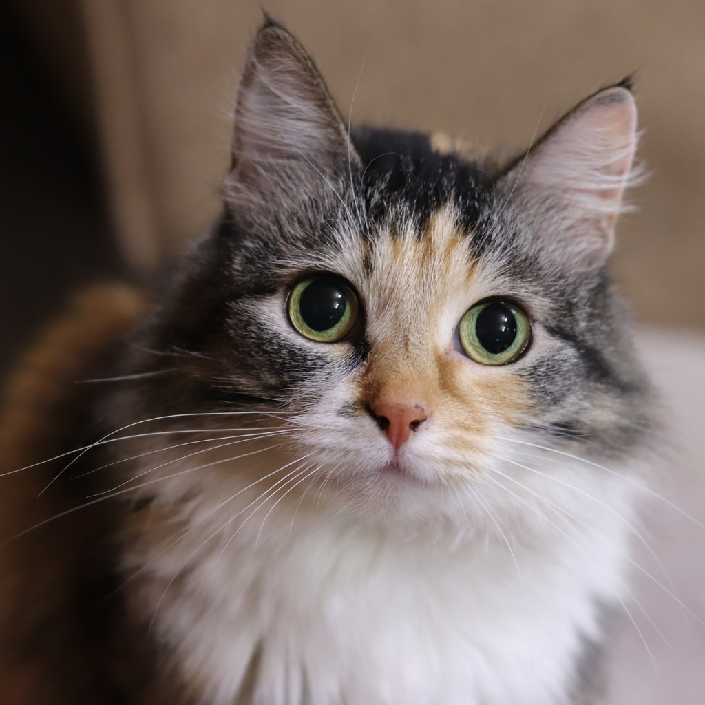 Alert cat looking into the camera with wide eyes