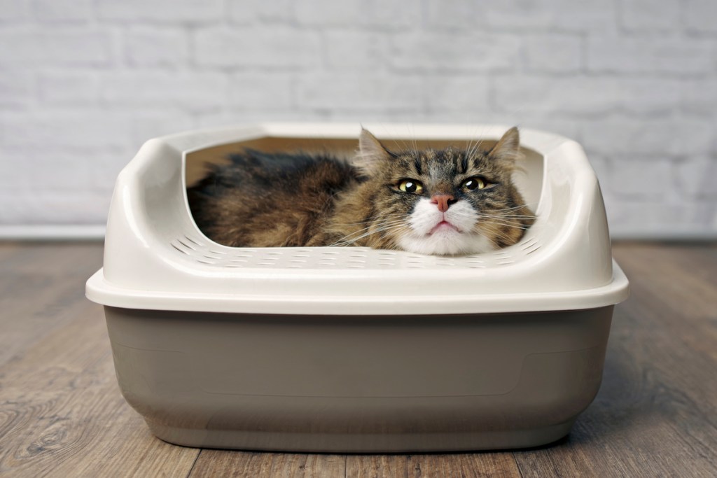 Funny cat lying in a litter box