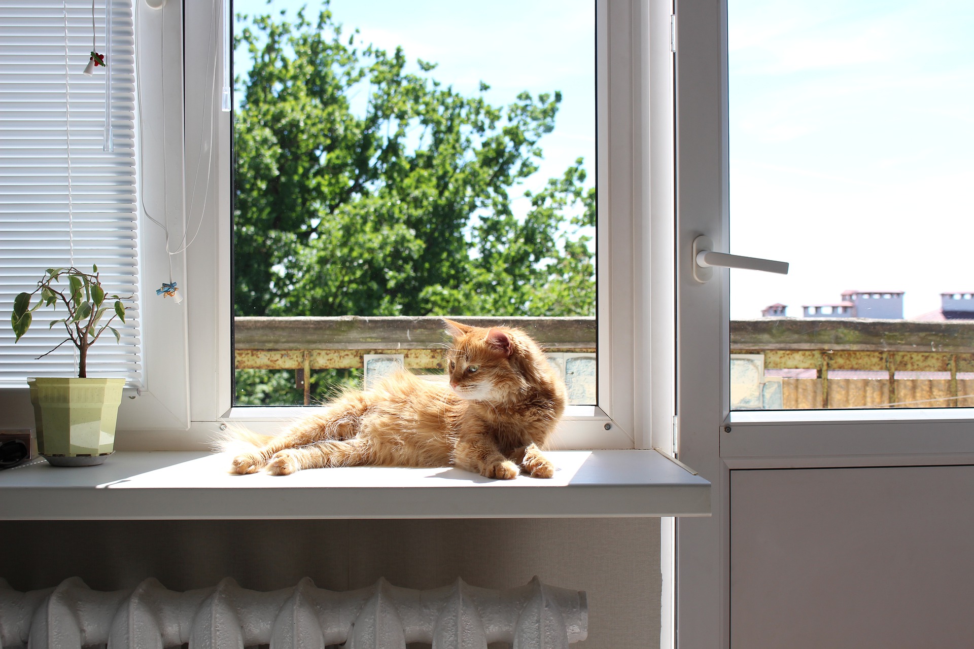 Orange longhaired cat lying in a sunny window