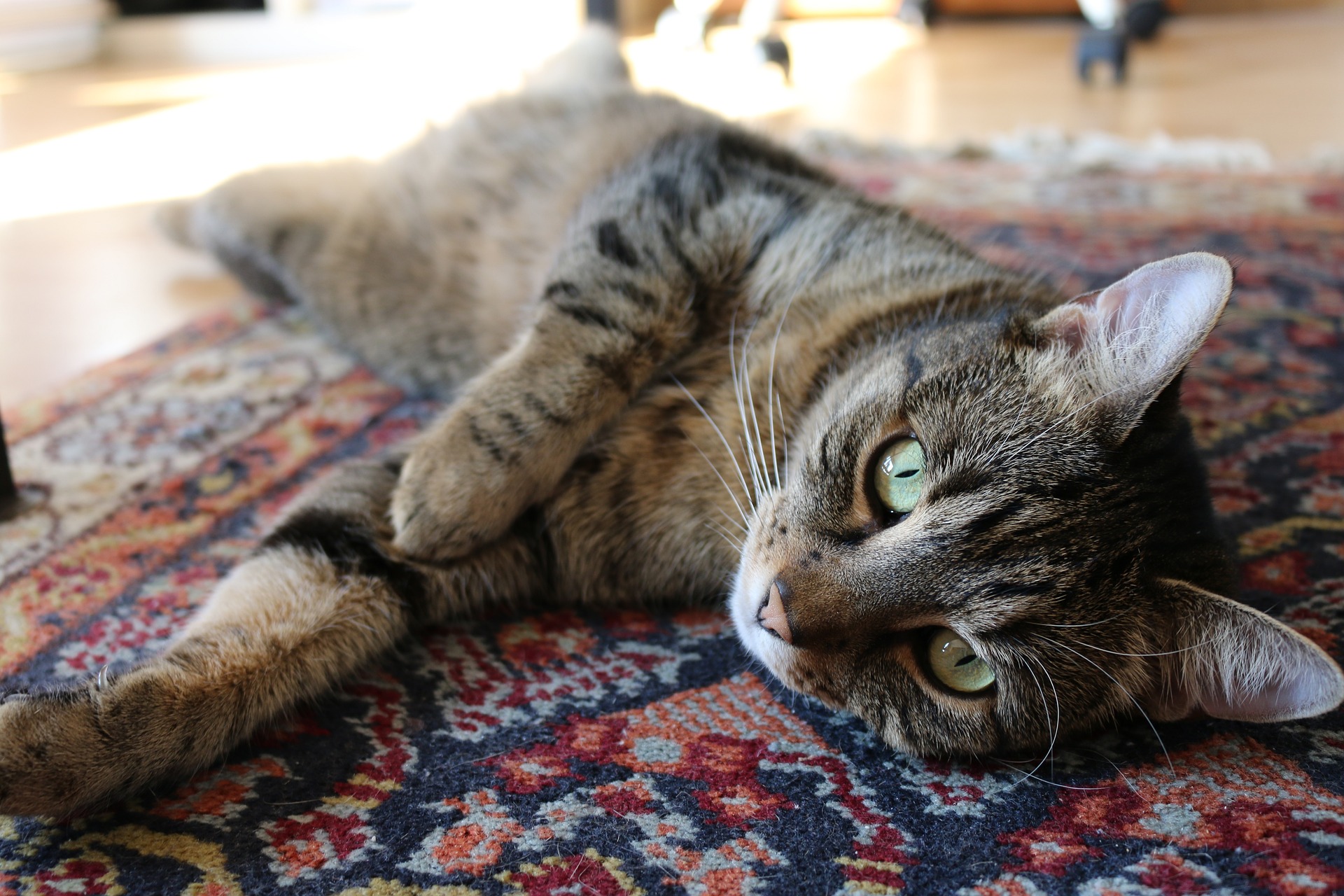 Tiger cat lying on an oriental rug