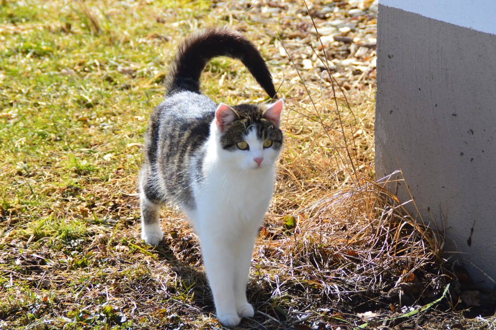 Cat standing outside with a curled tail