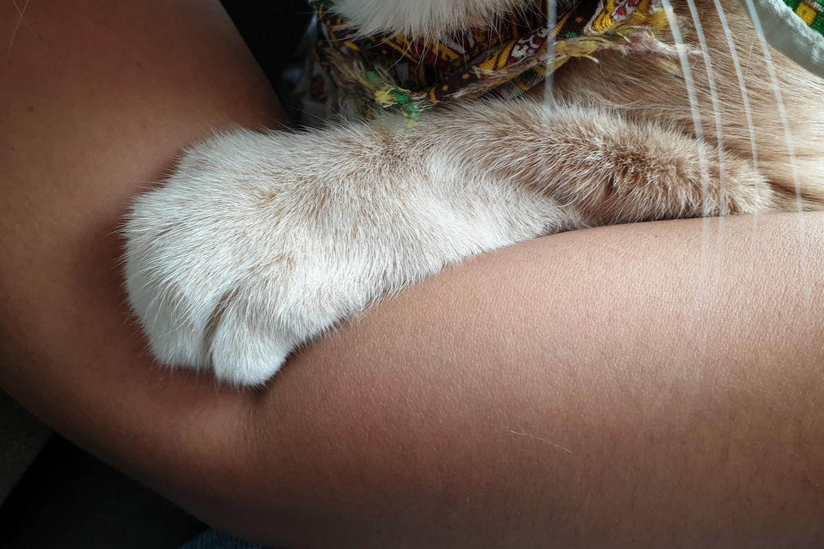 A cat's paw draped over its owner's arm