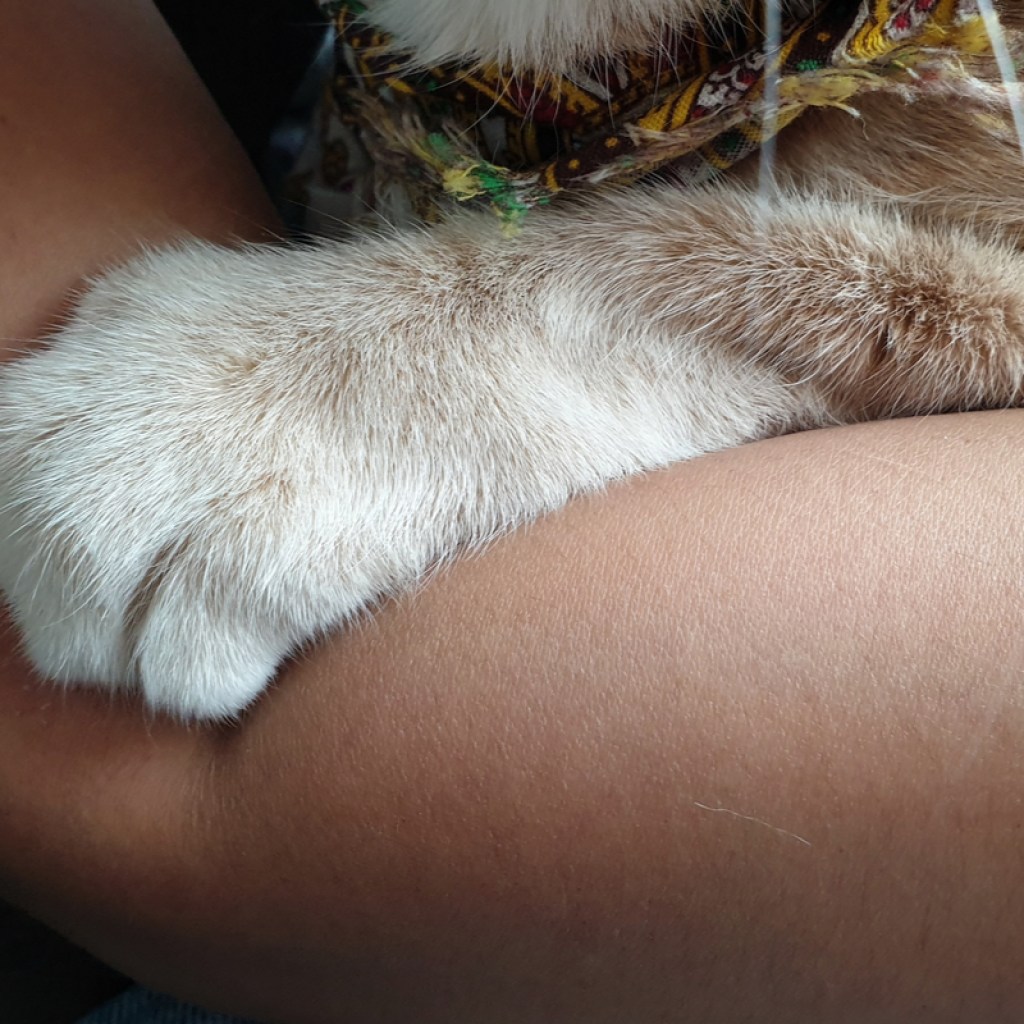 A cat's paw draped over its owner's arm