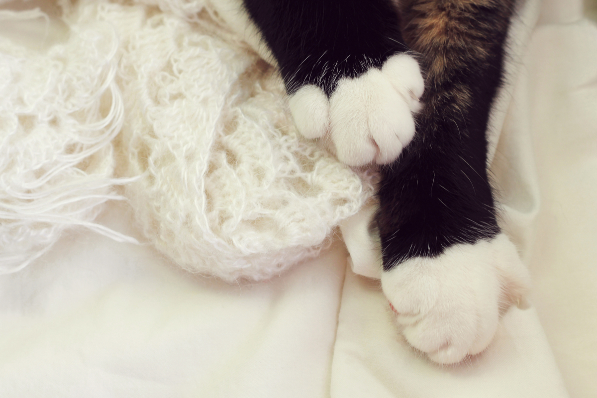 Here's Why Your Cat Kneads You, According to Experts PawTracks