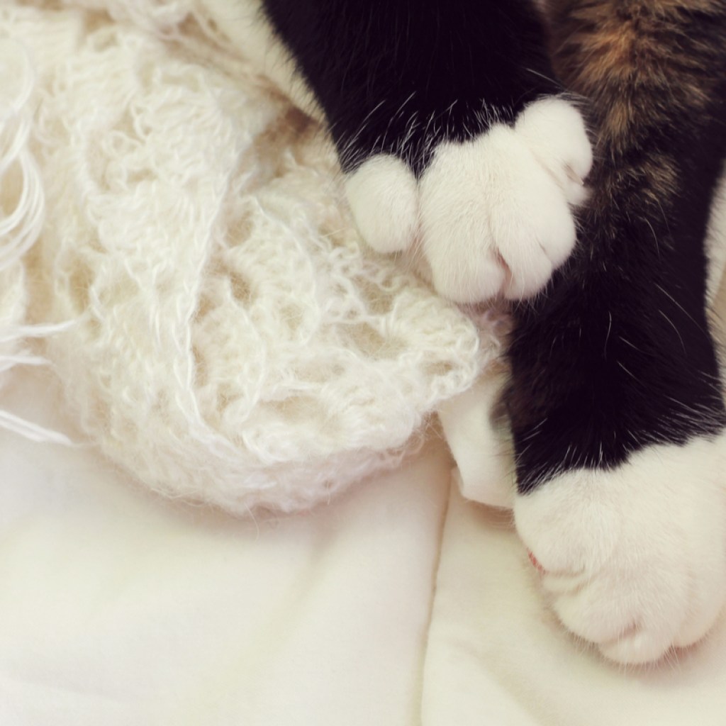 A cat's paws draped over a white blanket