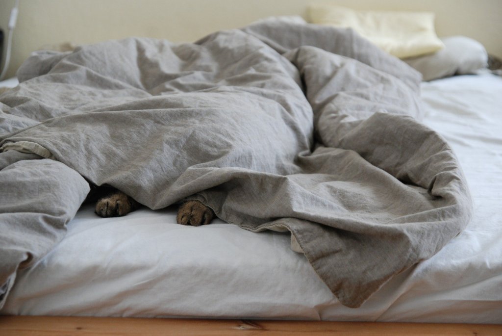 Cat paws under a comforter