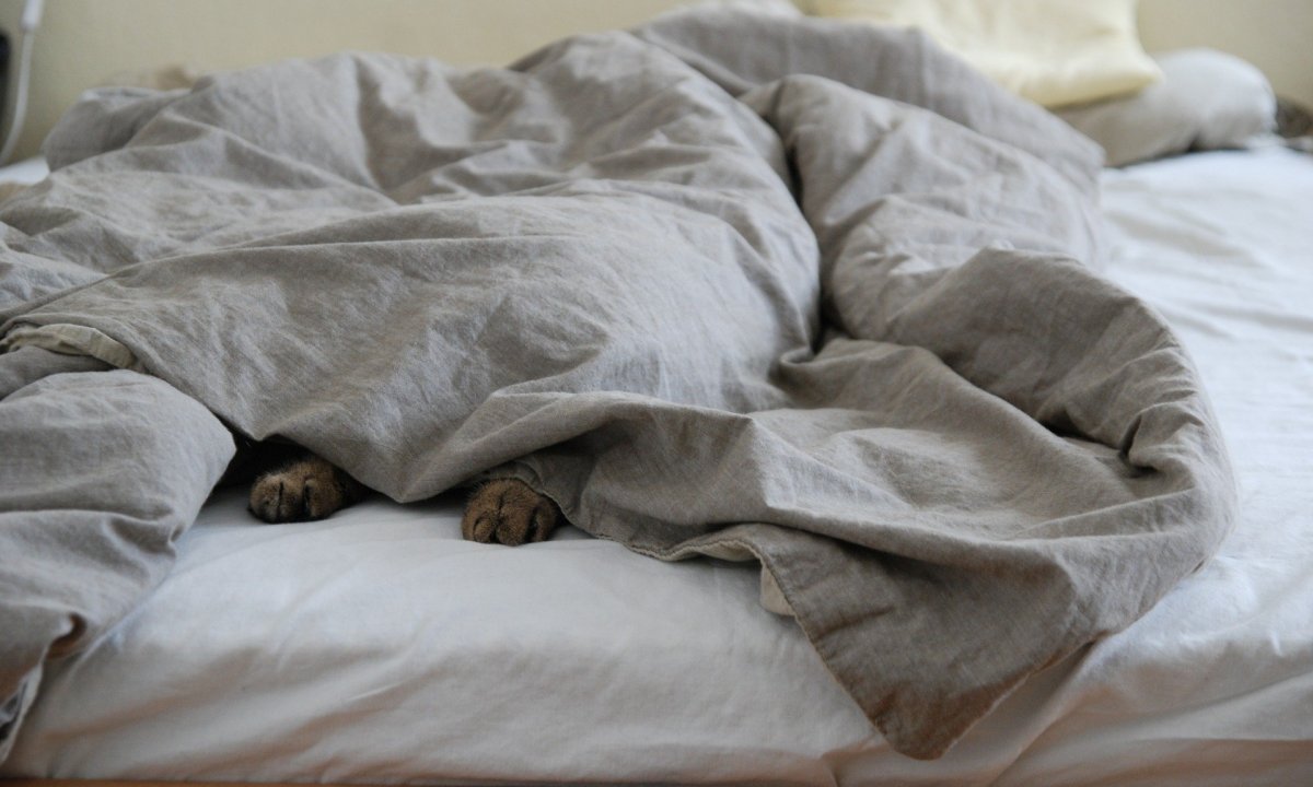 Cat paws under a comforter