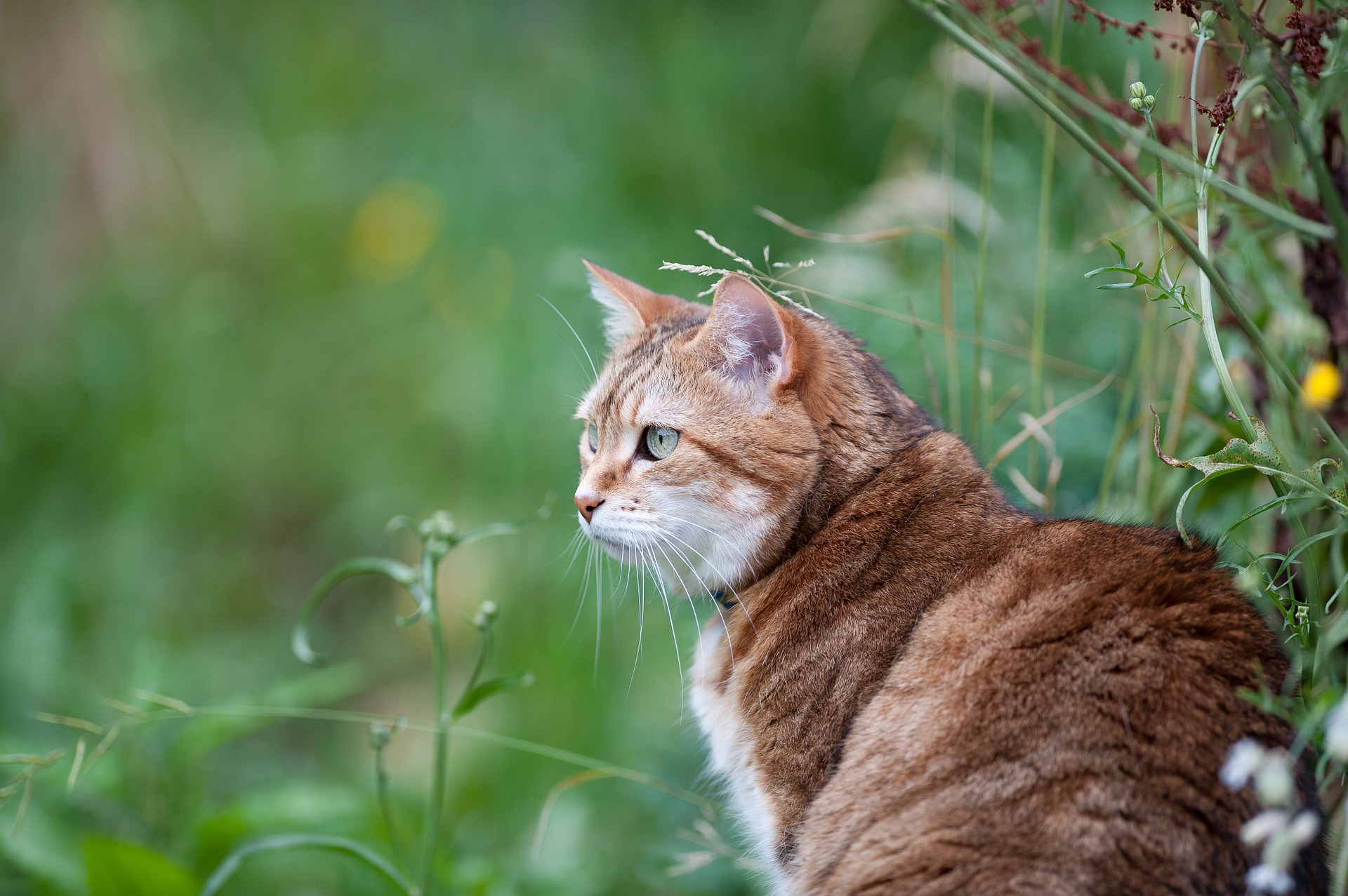 Orange cat sitting in a grassy yard
