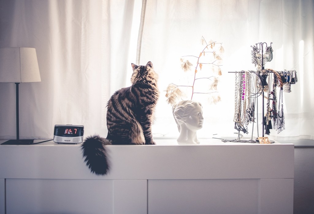 Katė, sėdinti ant baltos komodos, žiūri pro langą