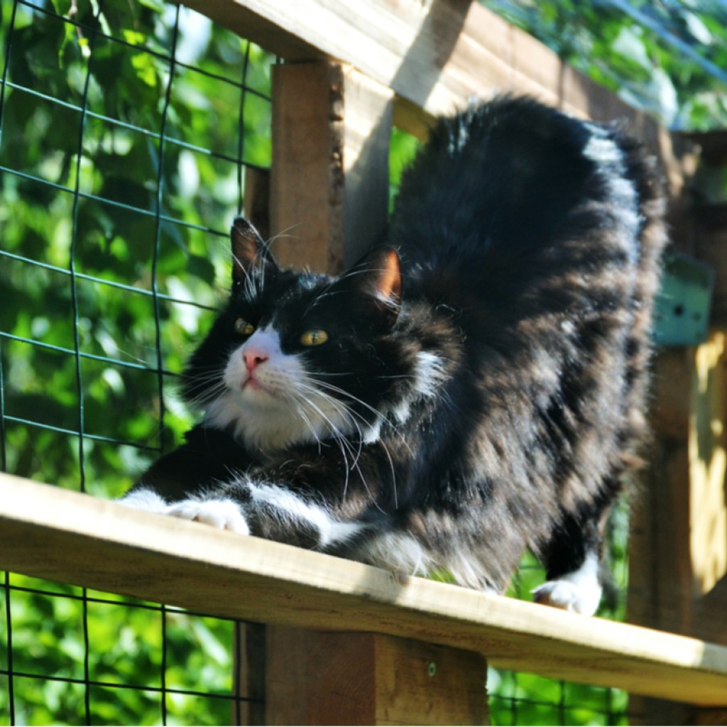 Black and white cat stretching while inside a catio