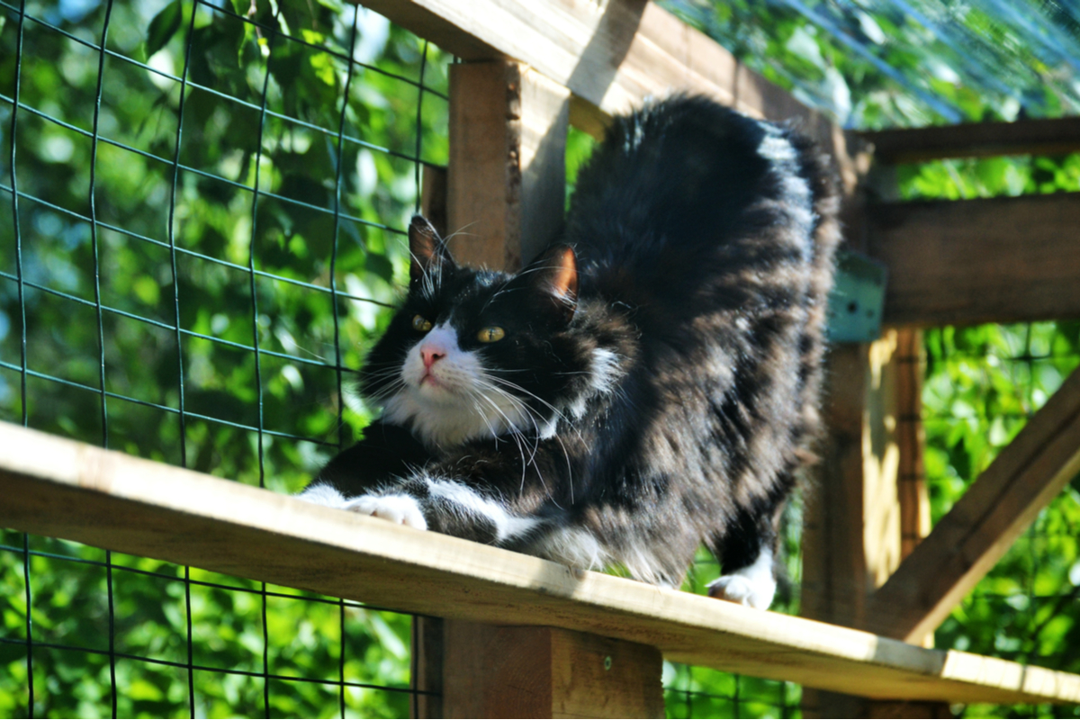 Black and white cat stretching in a catio