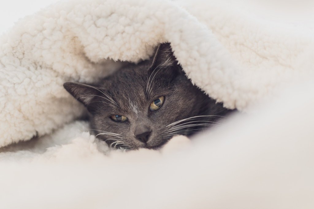 Pilka katė susirangė po pūkuota antklode