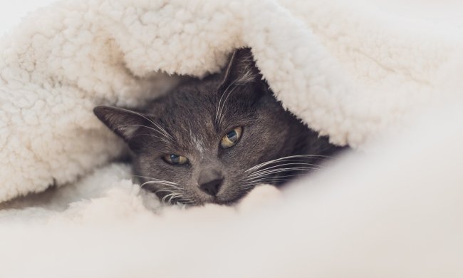 Gray cat curled up under a fluffy blanket
