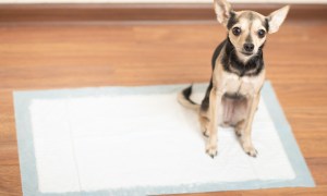a chihuahua sits on a potty pad on a wooden floor