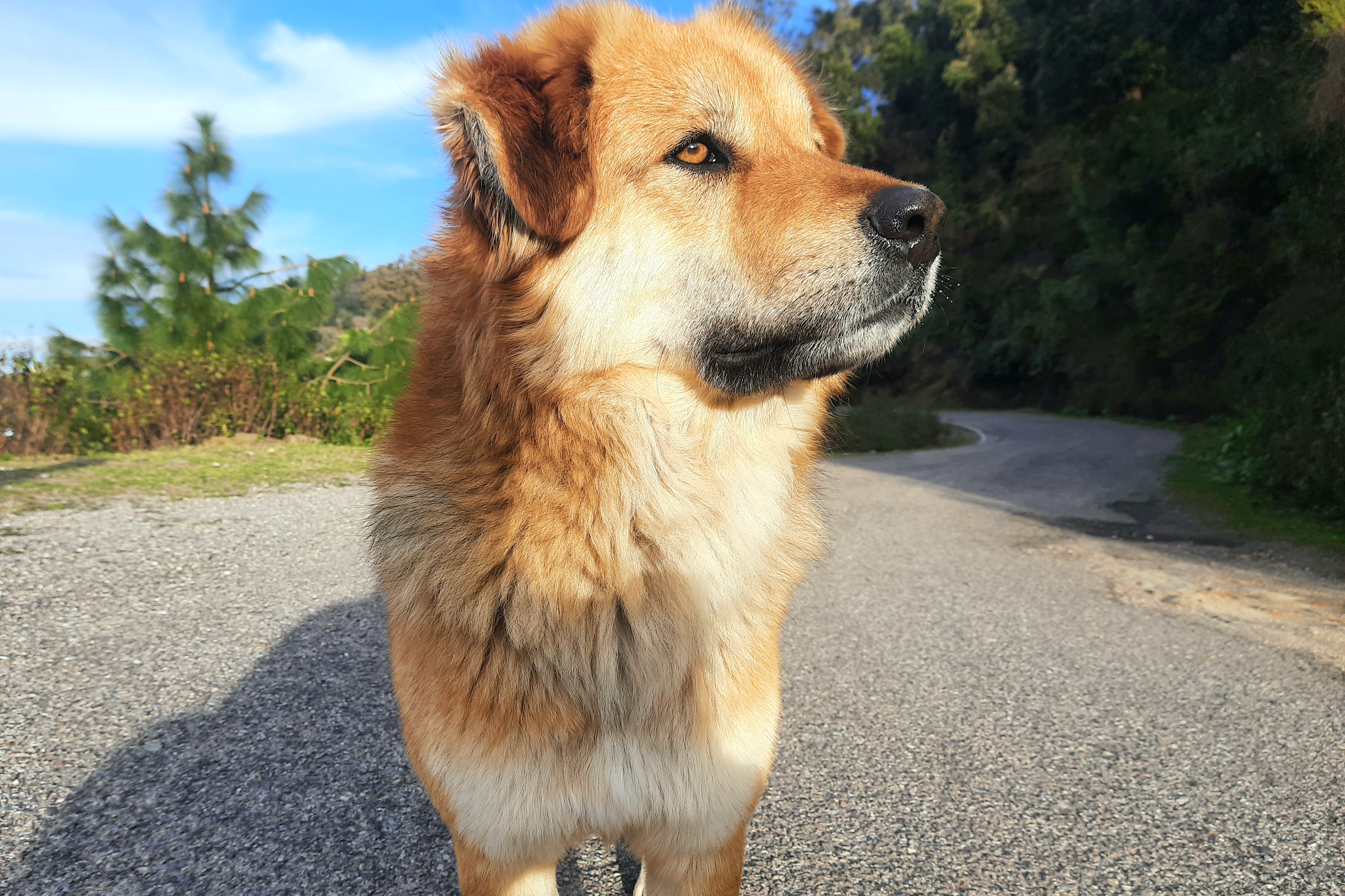 A tan Chinook dog stands outside and looks to the side