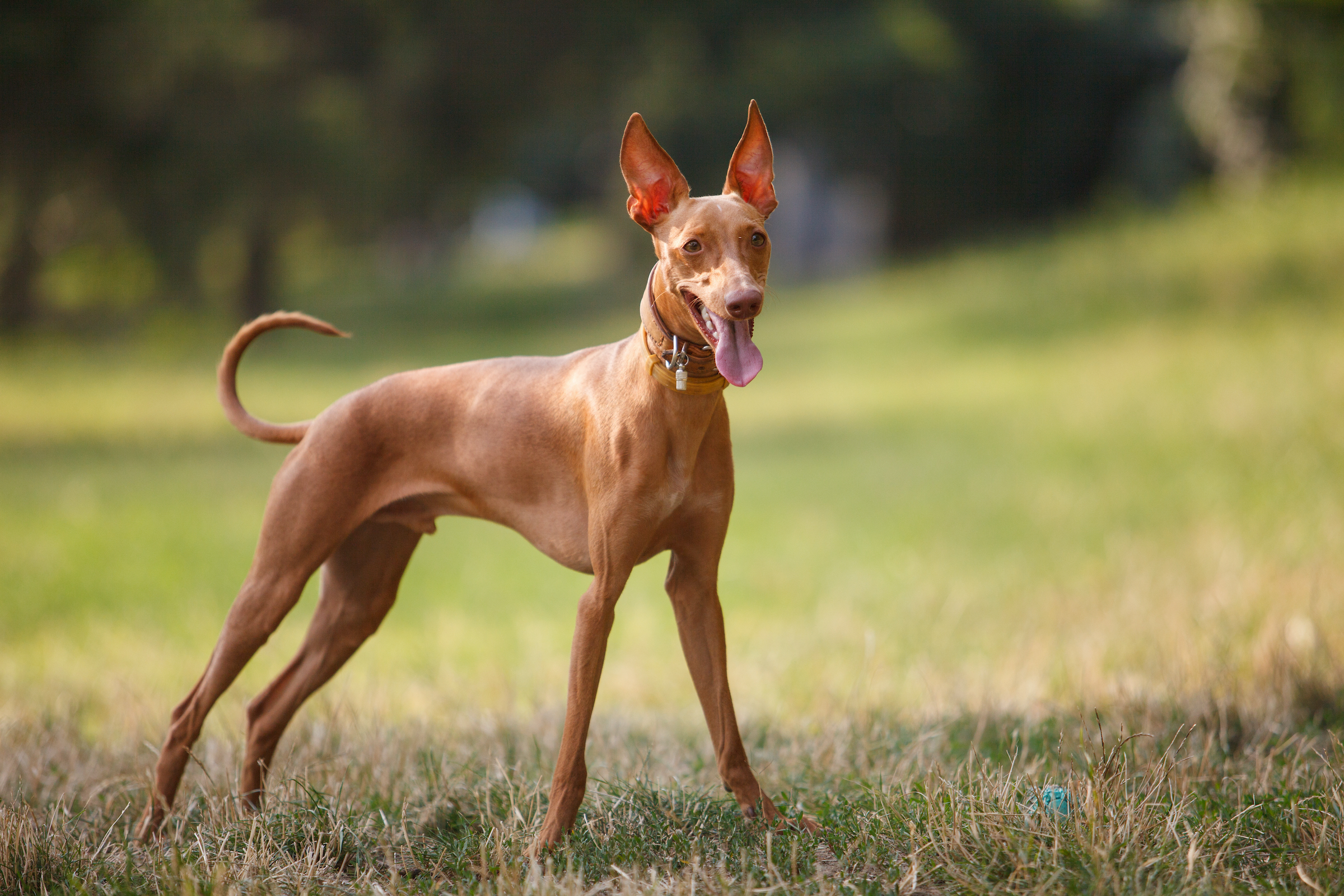 a brown cirneco dell'etna dog stands at attention in a grassy field