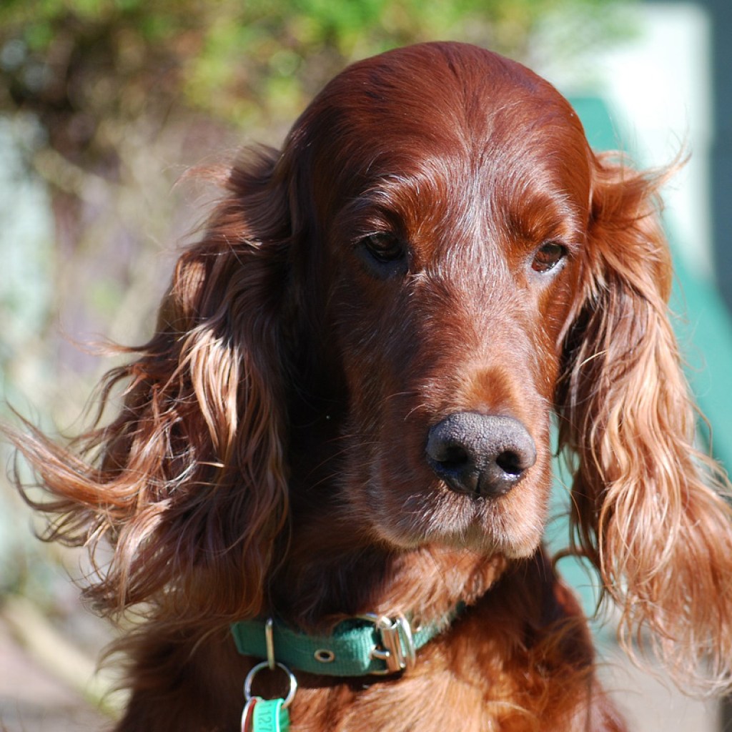 Head shot of Irish setter.