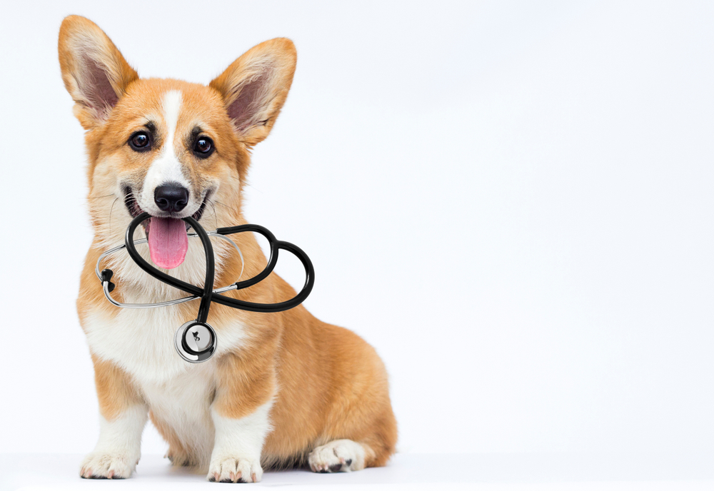 A corgi wearing a stethoscope against a white background.