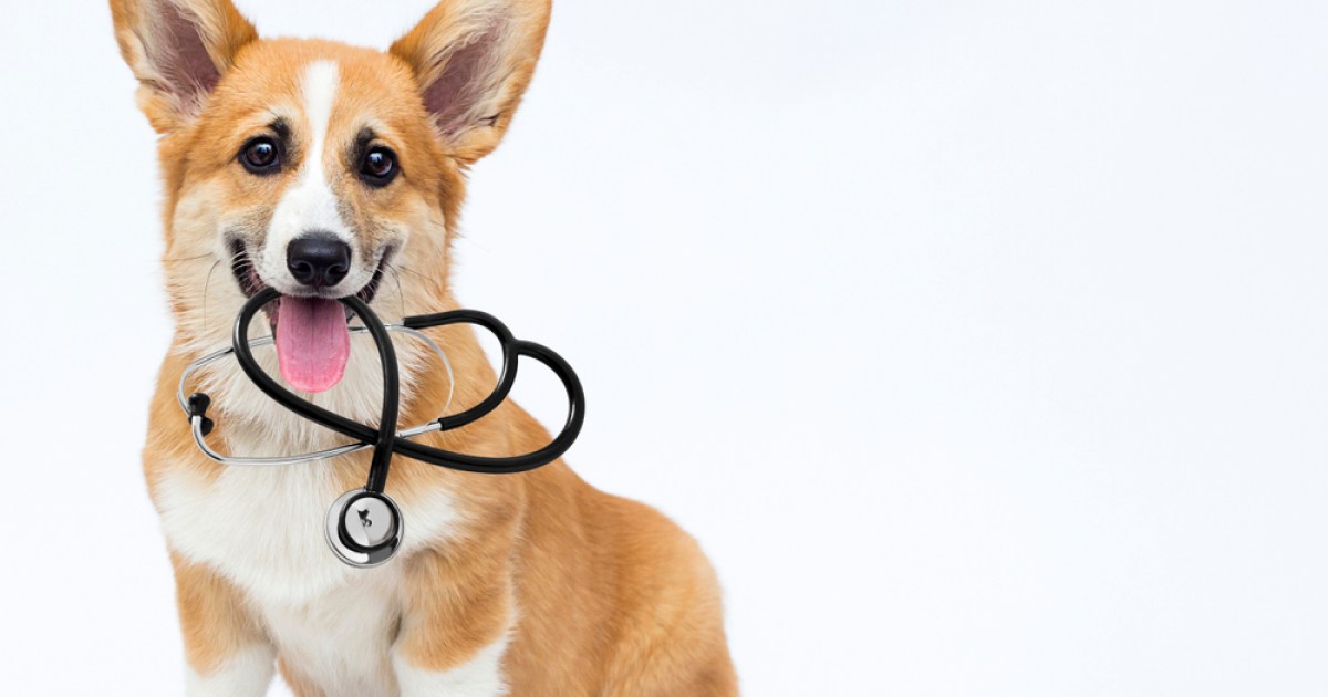 Ar visi veterinarai draudžia gyvūnus?  Ką tu turi žinoti