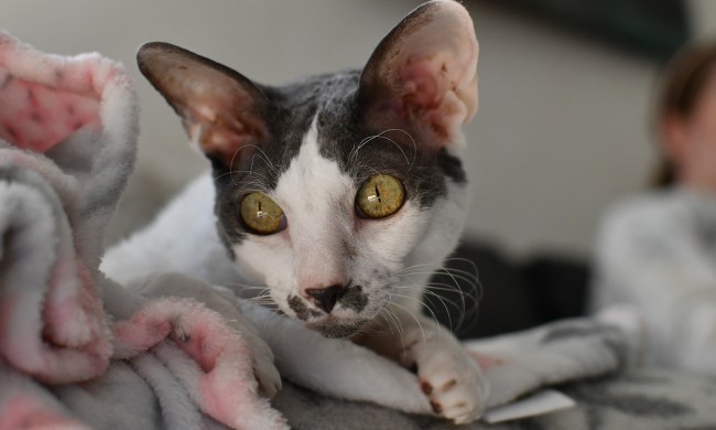 A Cornish Rex lies on a bed