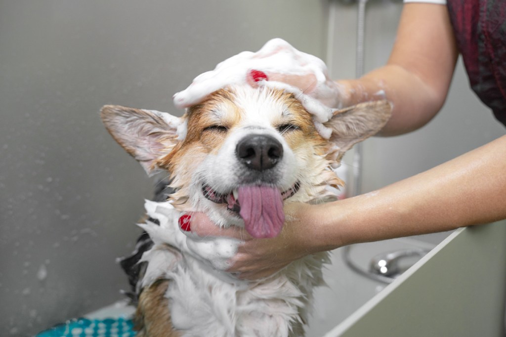 Dog having a bath.