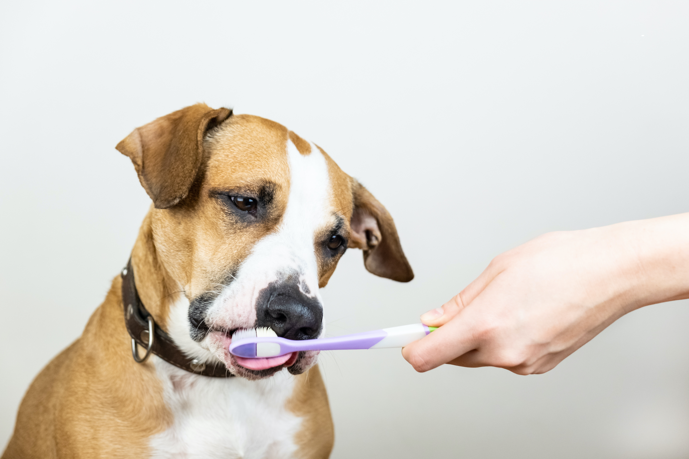 3 Toothbrushes Your Dog (And Vet) Will Love PawTracks