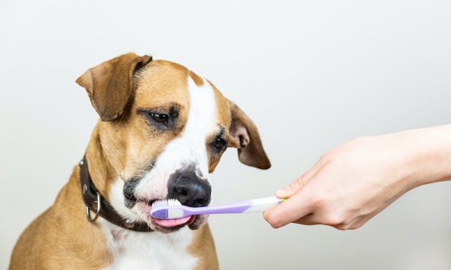 a white and tan dog licks a purple toothbrush that someone holds out to him