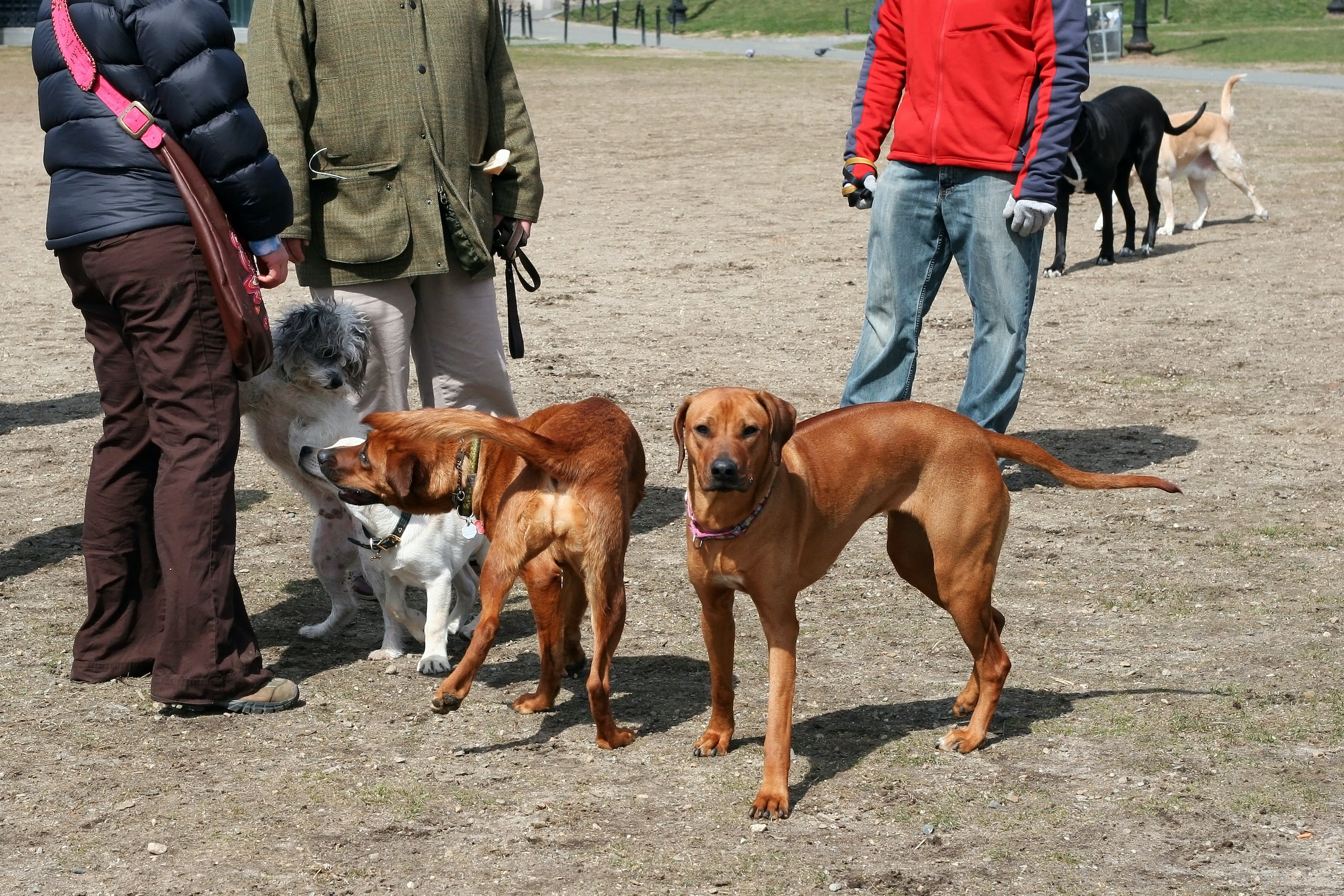 people and dogs congregate at a dog park