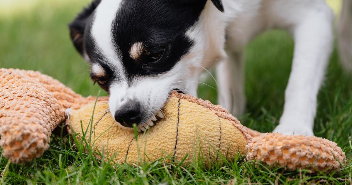 Geriausi 2021 m. „Prime Day“ šunų žaislų pasiūlymai