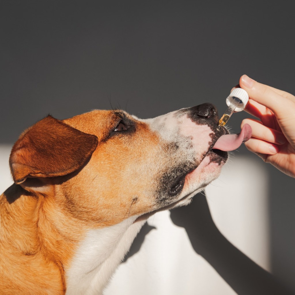 Dog taking CBD oil from dropper.
