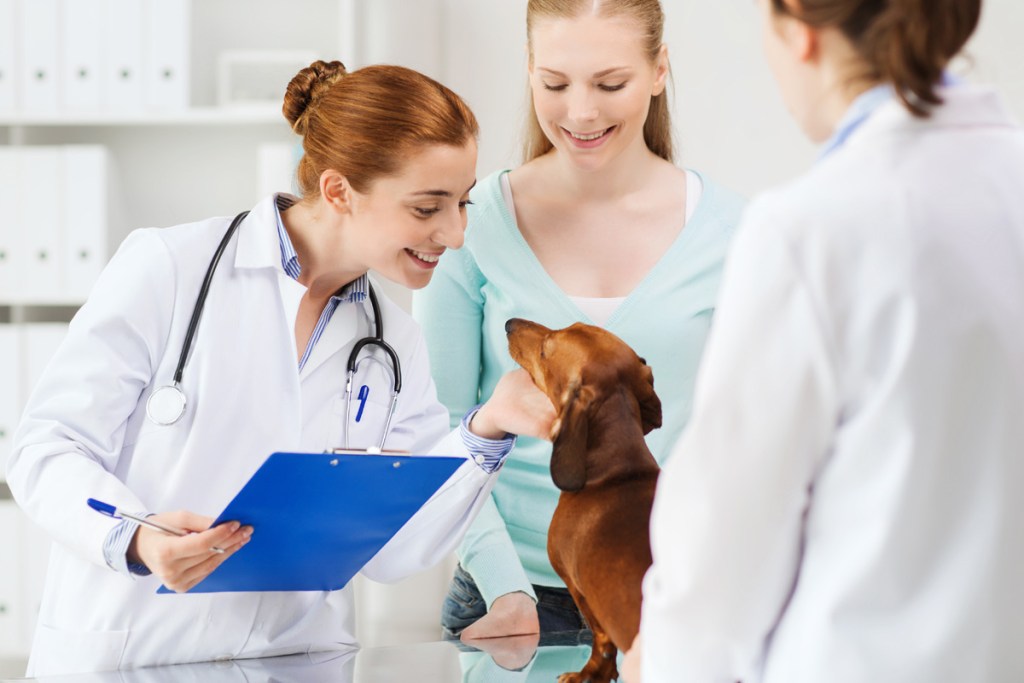 Friendly veterinarian examining dog