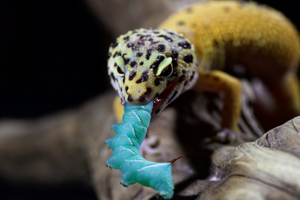 This Is What You Should Be Feeding Your Gecko | PawTracks