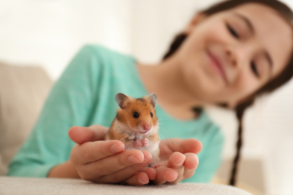 Girl holds pet hamster in her hands