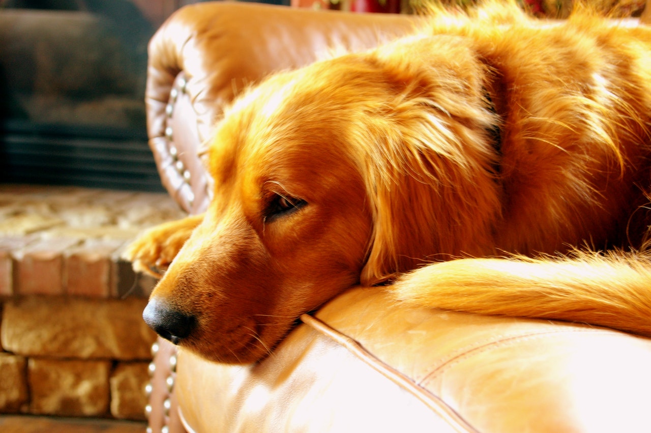 A Golden Retriever lying on a tan leather sofa.