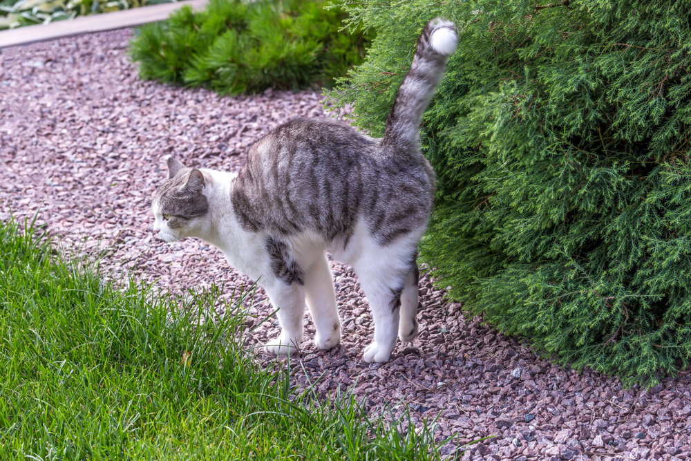 These 6 Tips Will Help Stop Cats Spraying in the House PawTracks