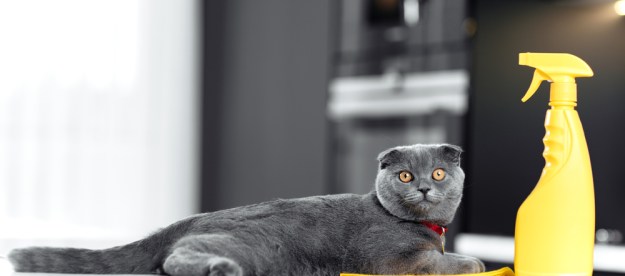 A gray cat lying next to a yellow spray bottle and cleaning cloth.