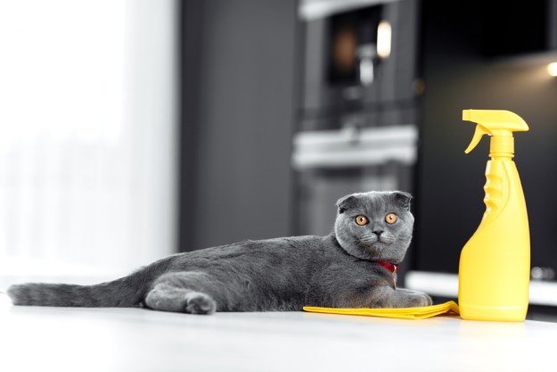 A gray cat lying next to a yellow spray bottle and cleaning cloth
