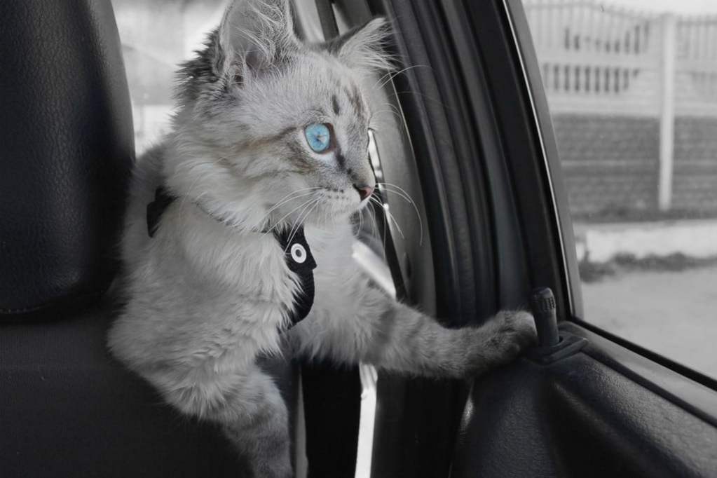Katė mėlynomis akimis sėdi automobilyje