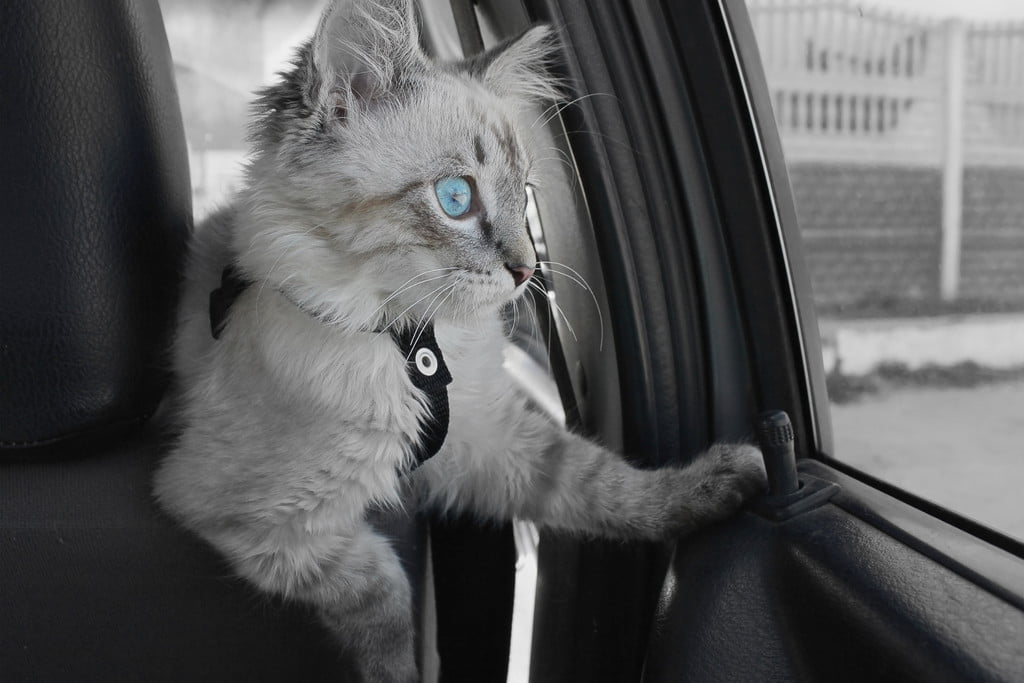 Cat with blue eyes sitting In a car