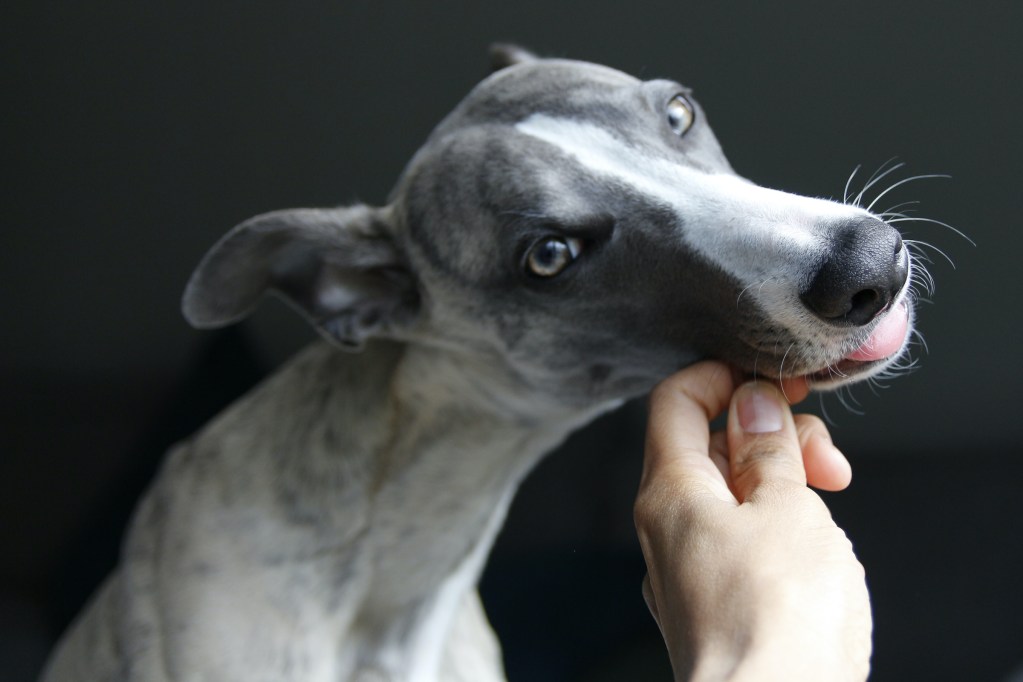A gray and white greyhound eats a treat out of someone's hand
