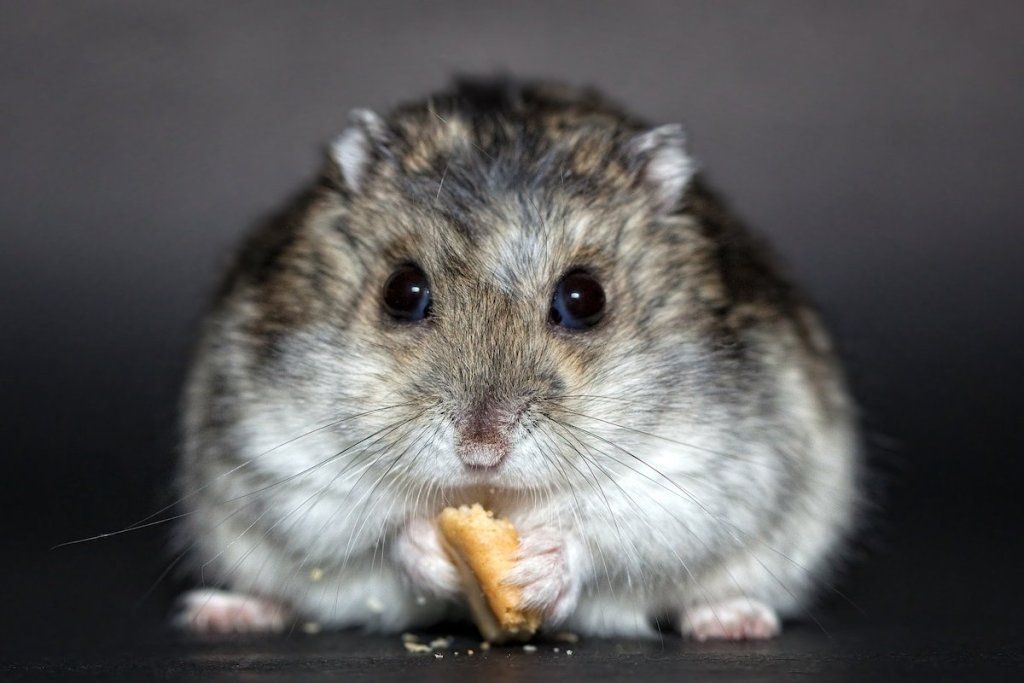 These 6 Tips Will Prolong Your Hamster's Life